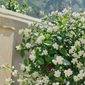 Weeping Jasmine Seeds 100+ – Fragrant Climbing Vine for Garden, Balcony & Patio | Easy Grow Flowering Vine Seeds