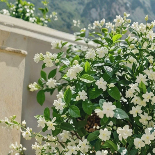 Weeping Jasmine Seeds 100+ – Fragrant Climbing Vine for Garden, Balcony & Patio | Easy Grow Flowering Vine Seeds