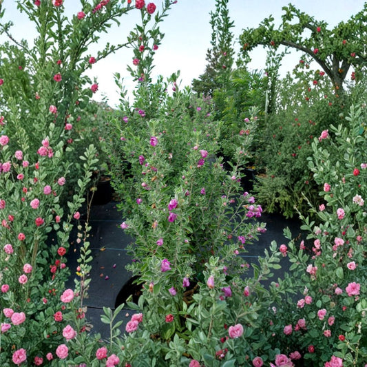 Purple Texas Sage – Leucophyllum frutescens Live Shrub | 2–3 Feet Tall | Evergreen Flowering Plant | Drought Tolerant Hedge | Pollinator Friendly