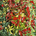 Asiatic Jasmine ‘Summer Sunset’ – Trachelospermum asiaticum Live Plant | 4–6 Inches Tall | Variegated Fragrant Vine | Evergreen Groundcover | Starter Plant