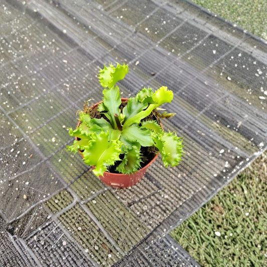 Chinese Dumpling Venus Flytrap – Dionaea muscipula Live Carnivorous Plant | 2 Inch Pot | Rare Cultivar | Fully Rooted | Insect-Eating Plant | Collector Favorite
