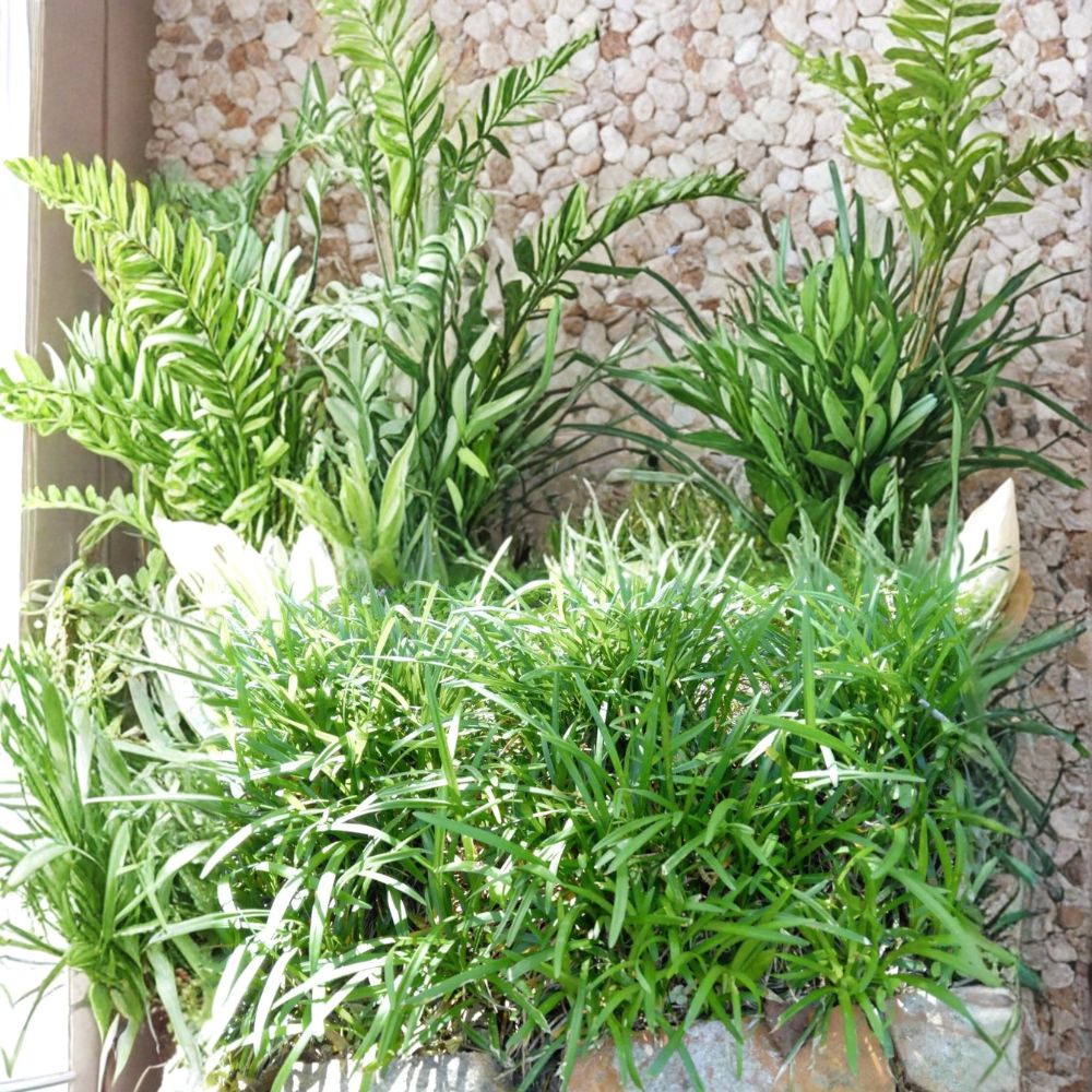 Monkey Grass Live Plants – 25 Bare Root Liriope muscari | Evergreen Border Grass | Purple Blooms | Low Maintenance | Easy to Grow