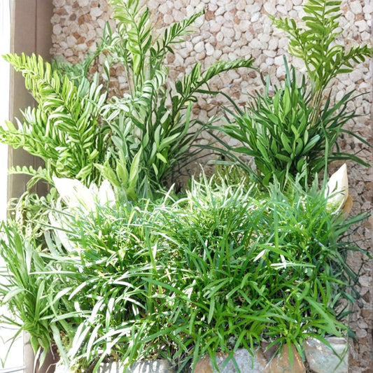 Monkey Grass Live Plants – 25 Bare Root Liriope muscari | Evergreen Border Grass | Purple Blooms | Low Maintenance | Easy to Grow