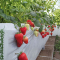 Benihoppe Strawberry Plants – Fragaria × ananassa Live Bare Root | 5 Pack Japanese Premium Strawberries | Sweet Balanced Flavor | 紅ほっぺ 红颜草莓