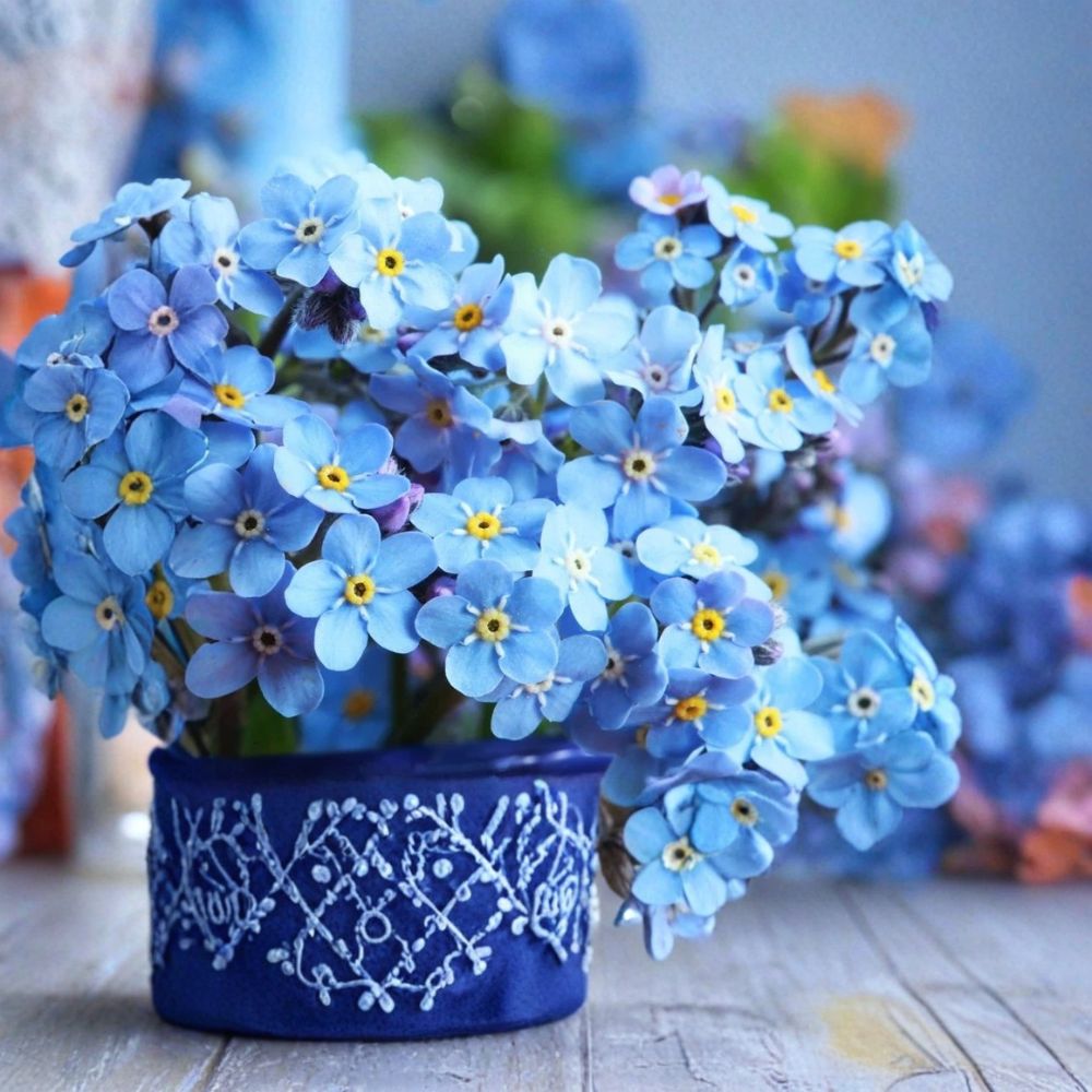 Forget-Me-Not Live Plants – Myosotis scorpioides | 4 Bare Root Perennial Plants | Garden Border Flowers | Easy to Grow
