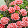 Salmon Splash Patriot Geranium – Live Geranium Plant | 4 Inch Pot | Color-Changing Summer Blooms | Patio & Container Friendly | Easy to Grow