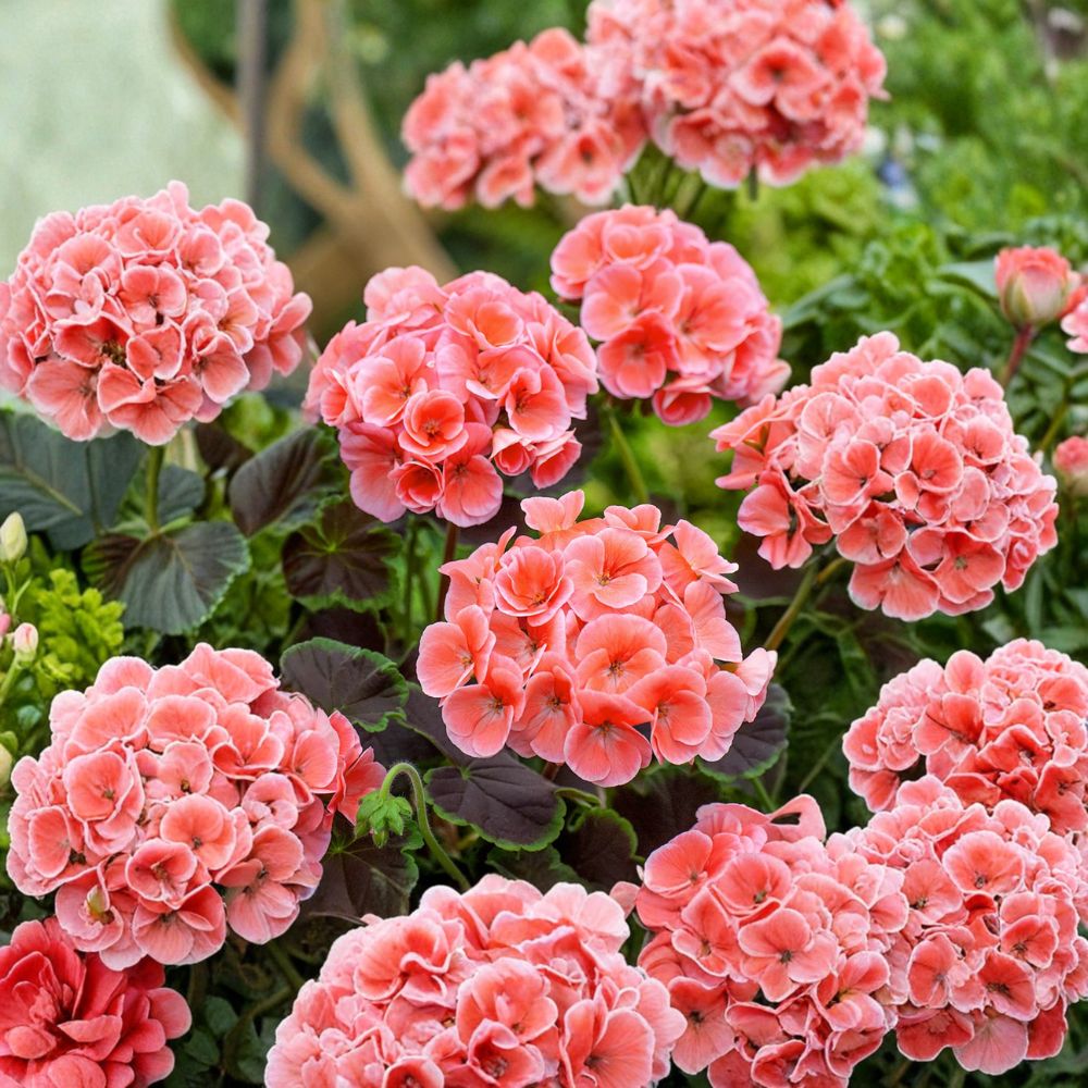 Salmon Splash Patriot Geranium – Live Geranium Plant | 4 Inch Pot | Color-Changing Summer Blooms | Patio & Container Friendly | Easy to Grow