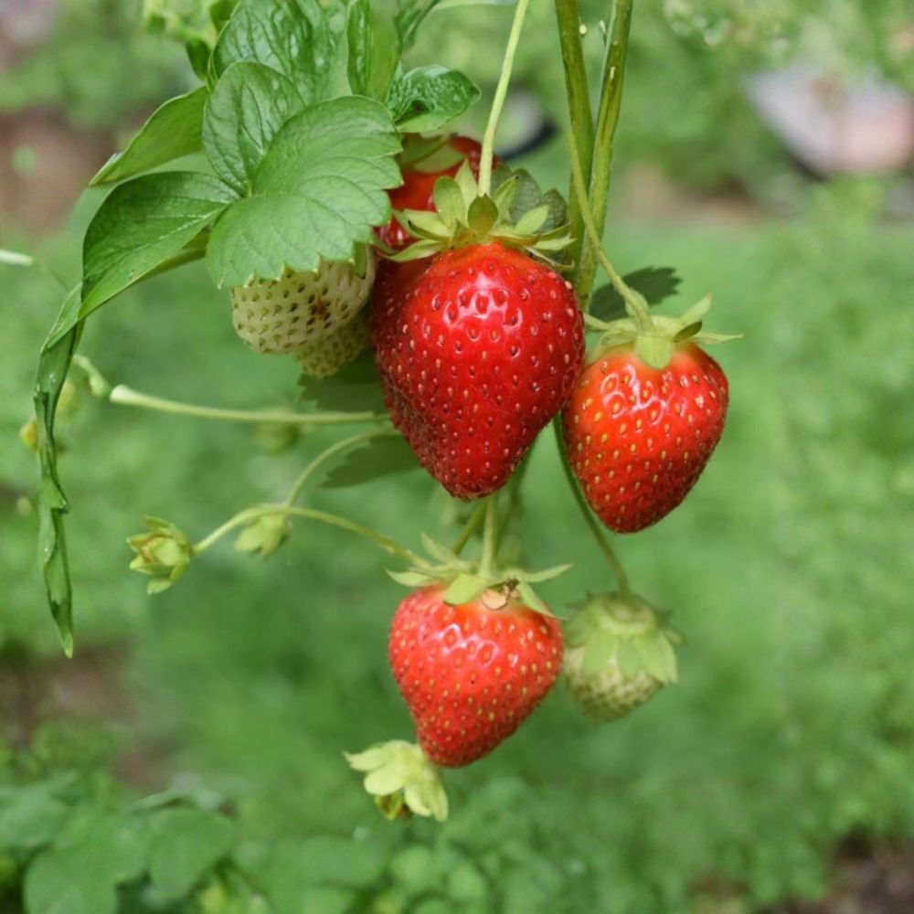 Sparkle Strawberry Bare Root Plants – 10 Live June-Bearing Plants | Sweet & Juicy Berries | Cold Hardy | Garden & Container Friendly