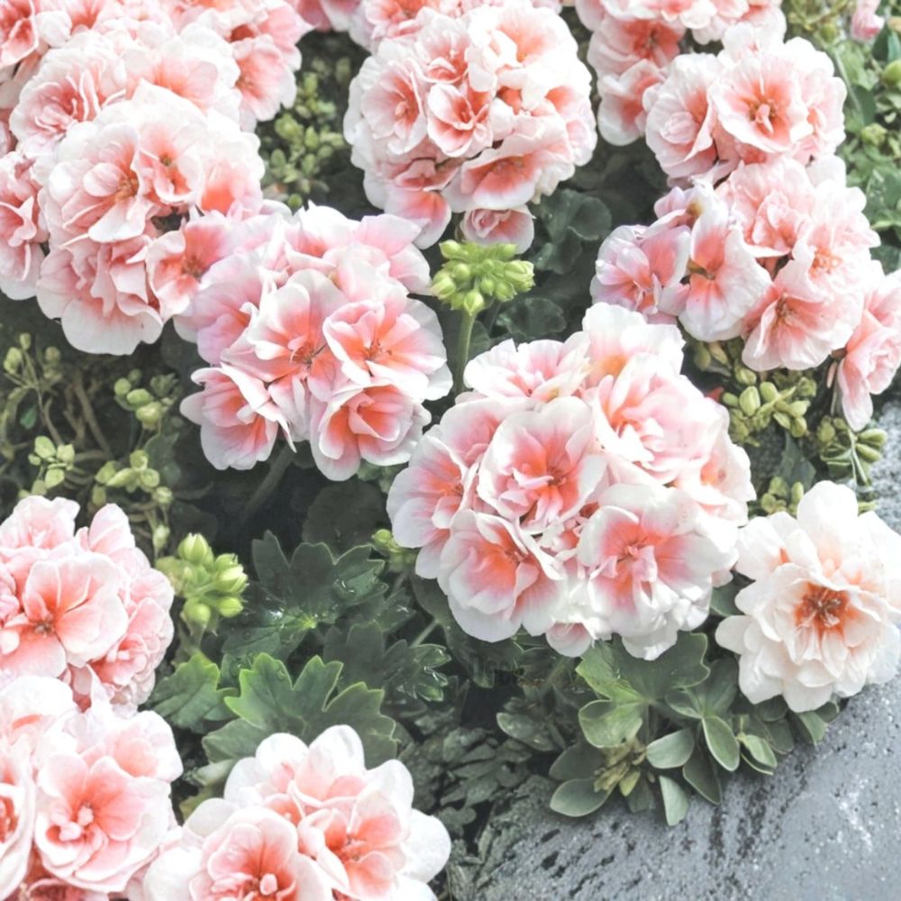 Pink White Geranium Seeds – Pelargonium Flower Seeds | 10 Seeds Included | Hanging Basket Blooms | Patio & Garden Friendly | Easy to Grow