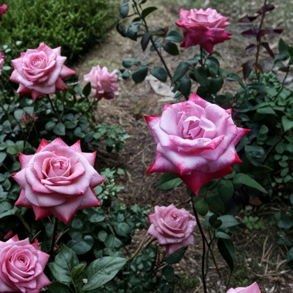 Paradise Hybrid Tea Rose – Rosa Live Plant | 5 Gallon Bush | Lavender Pink Magenta Blooms | Fragrant Rose Shrub | Elegant Garden Favorite