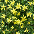 Parker’s Jasmine Dwarf Live Plant – Yellow Fragrant Jasmine 4” Pot | Compact Garden Shrub | Outdoor Flowering Plant