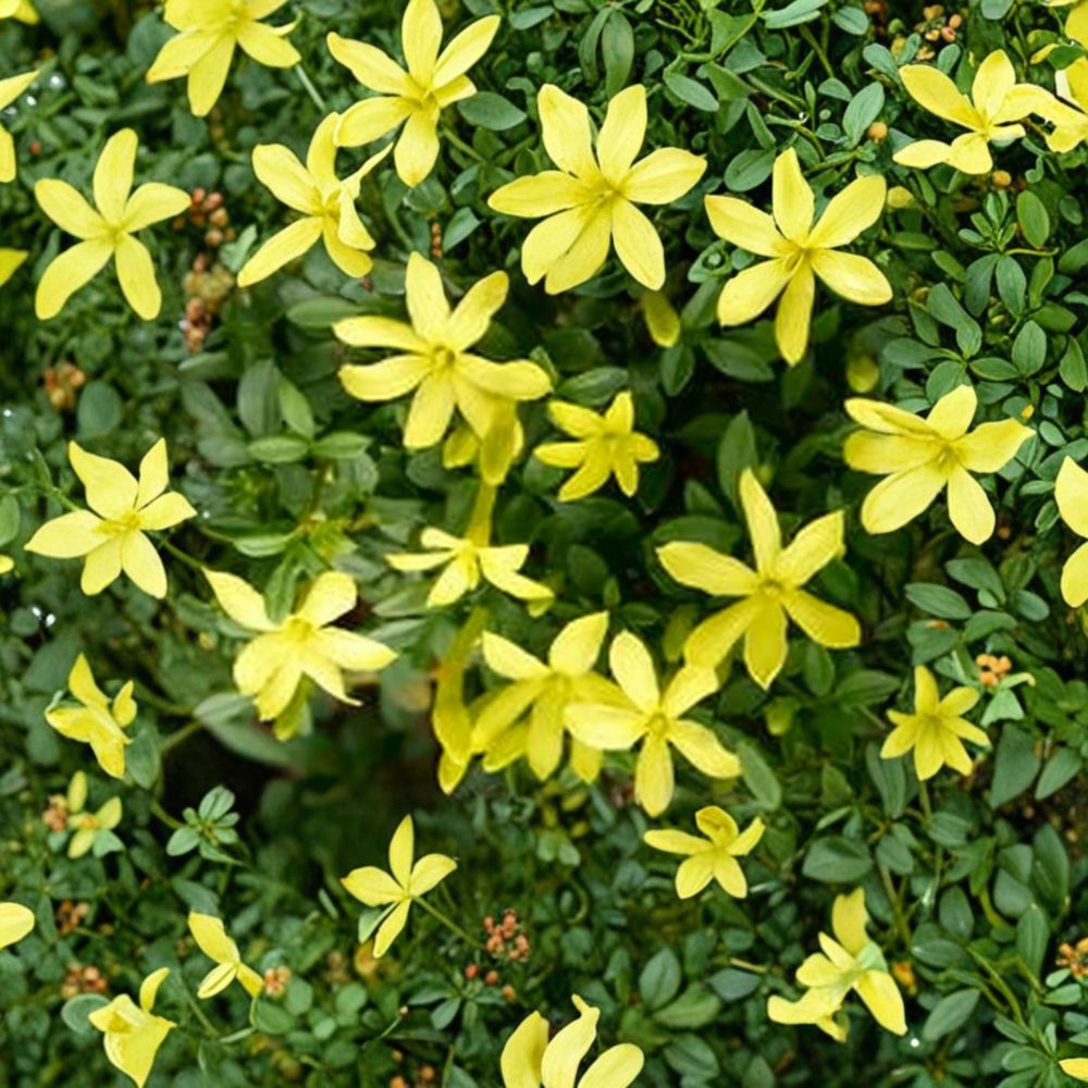 Parker’s Jasmine Dwarf Live Plant – Yellow Fragrant Jasmine 4” Pot | Compact Garden Shrub | Outdoor Flowering Plant