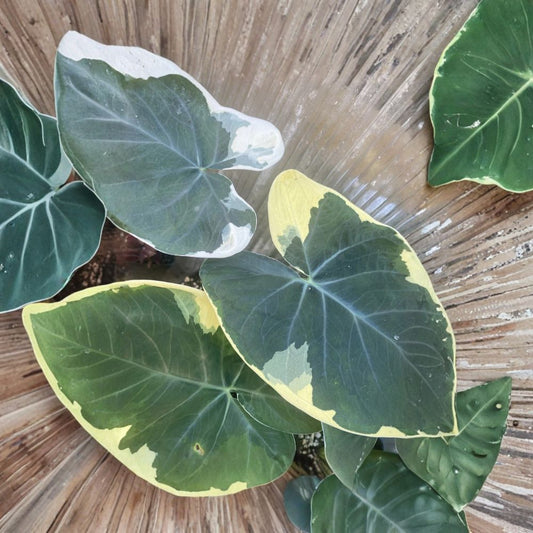 Mickey Mouse Variegated Elephant Ear Live Plant – 10 Inch Tall | Tropical Foliage Plant | Alocasia/Colocasia Variety | No Soil or Pot
