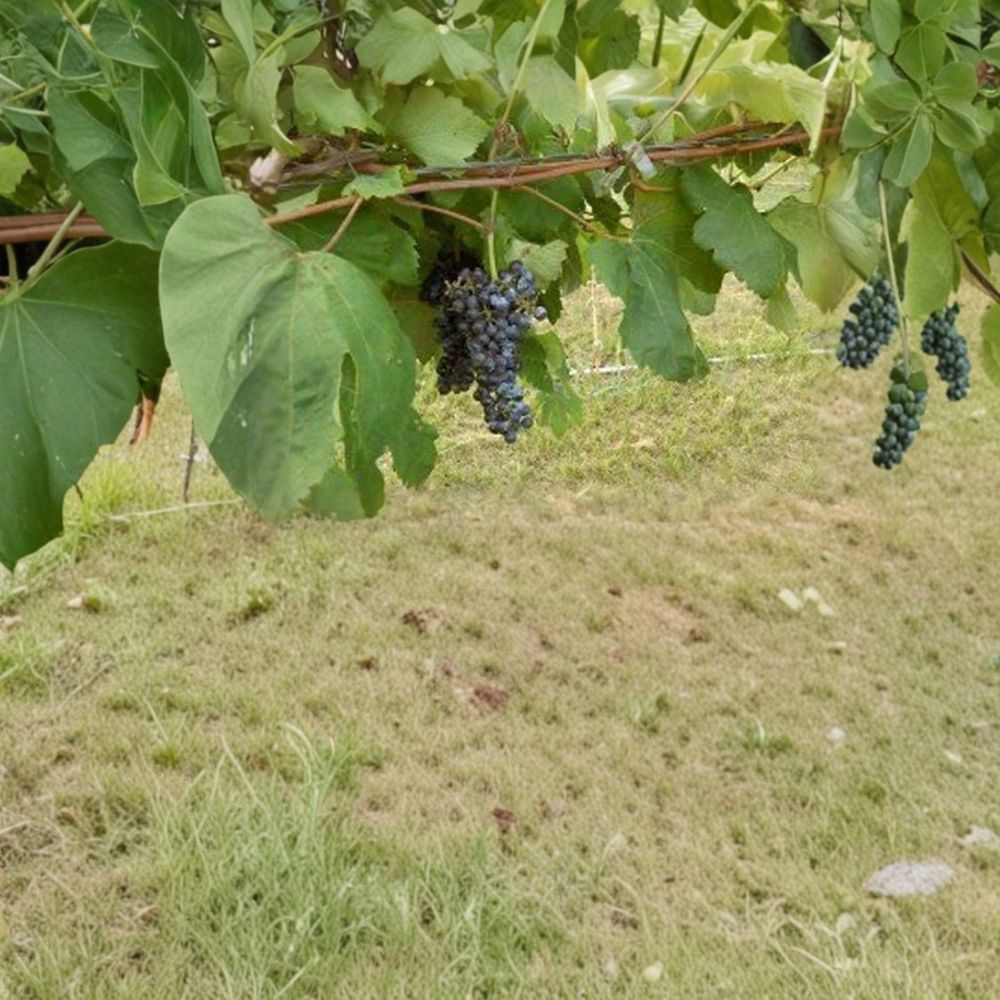 Black Manukka Seedless Grape Vine – Vitis vinifera Live Plant | 3 Gallon Size | Self-Fertile Seedless Grapes | Home Garden Favorite | Easy to Grow Fruit Vine