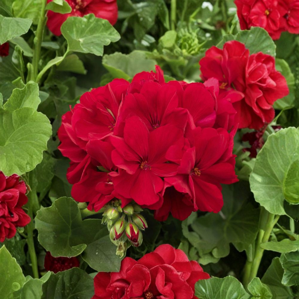 Deep Velvet Red Geranium Cuttings – 5 Fresh Pelargonium Cuttings for Rooting | Rare Dark Red Flowering Geranium