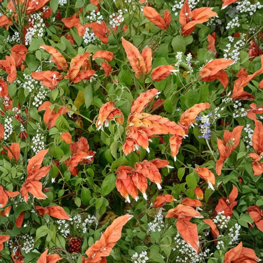 Red Shrimp Plant Live – Justicia brandegeeana | 4–6 Inch Tropical Flowering Starter | Red Bracts | No Pot