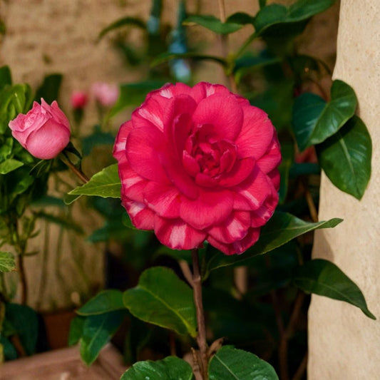Glenn Camellia – Camellia japonica Live Starter Plant | Well Rooted | Unique Flower Color | Potted Young Plant | Shade to Partial Sun | Evergreen Shrub