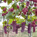 Canadice Seedless Grape Cuttings – 5 Pack | Vitis labrusca Red Table Grape | Sweet Cold Hardy Vine | Grow Your Own Vineyard | US Seller