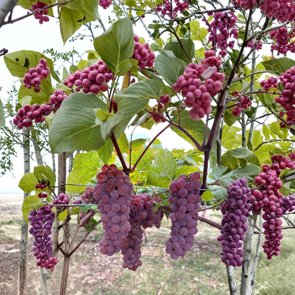 Canadice Seedless Grape Cuttings – 5 Pack | Vitis labrusca Red Table Grape | Sweet Cold Hardy Vine | Grow Your Own Vineyard | US Seller