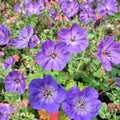 Azure Rush Geranium Seeds – 25+ Premium Flower Seeds | Hardy Garden Blooms | Patio & Container Friendly | Easy to Grow