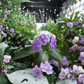 Purple Jasmine Seeds 15 – Rare Flowering Jasmine Variety | Exotic Fragrant Vine or Shrub | Garden & Container Plant