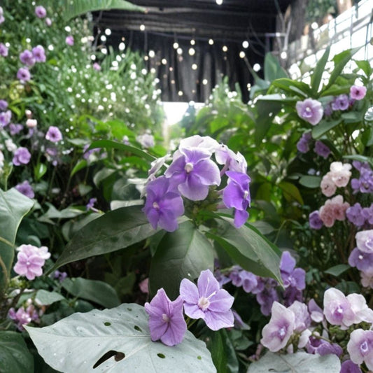 Purple Jasmine Seeds 15 – Rare Flowering Jasmine Variety | Exotic Fragrant Vine or Shrub | Garden & Container Plant
