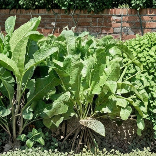 Organic Horseradish – Armoracia rusticana Live Root Crowns | 2 Bare Root Crowns | Hardy Culinary Perennial | Heirloom Herb