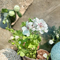 White Geranium Live Plant – Blooming Pelargonium in 6 Inch Pot | Outdoor Flowering Plant | Patio & Garden Friendly | Easy to Grow