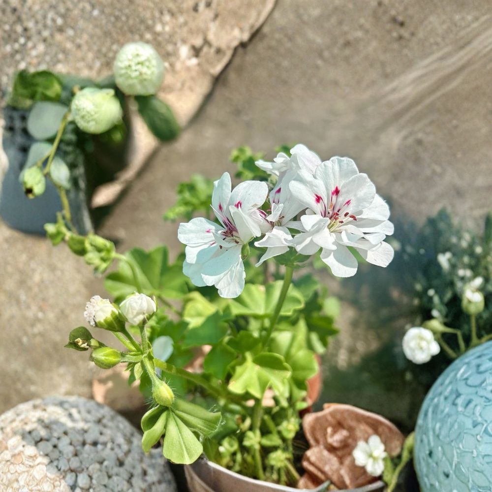 White Geranium Live Plant – Blooming Pelargonium in 6 Inch Pot | Outdoor Flowering Plant | Patio & Garden Friendly | Easy to Grow