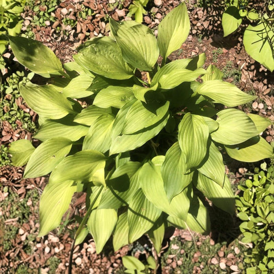 5 Hosta Live Bare Root Plants | Perennial Shade Garden Plant | Purple Flowers | Easy Care Foliage Plant | Garden Border & Groundcover | Set of 5