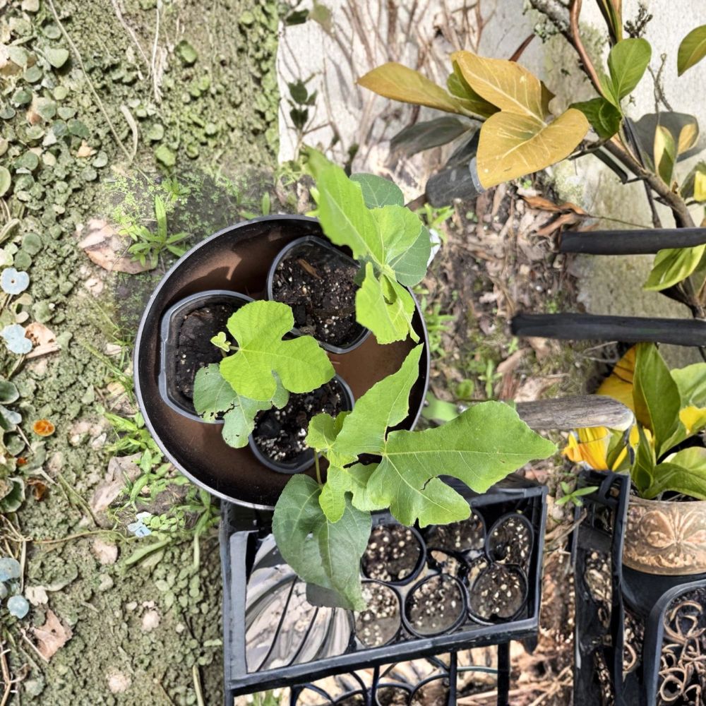 Live Fig Tree Starter Plant Rooted Cutting | 4 Inch Nursery Pot | Healthy Fruit Tree | Indoor & Outdoor Friendly | Easy to Grow