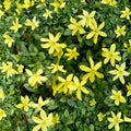 Parker’s Jasmine Dwarf – Jasminum spp. Live Plant | 8–12 Inches Tall | 4 Inch Pot Rooted Plant | Yellow Fragrant Blooms | Compact Shrub
