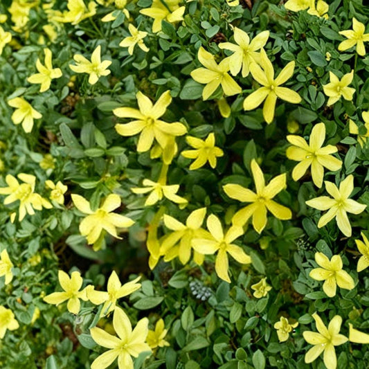 Parker’s Jasmine Dwarf – Jasminum spp. Live Plant | 8–12 Inches Tall | 4 Inch Pot Rooted Plant | Yellow Fragrant Blooms | Compact Shrub