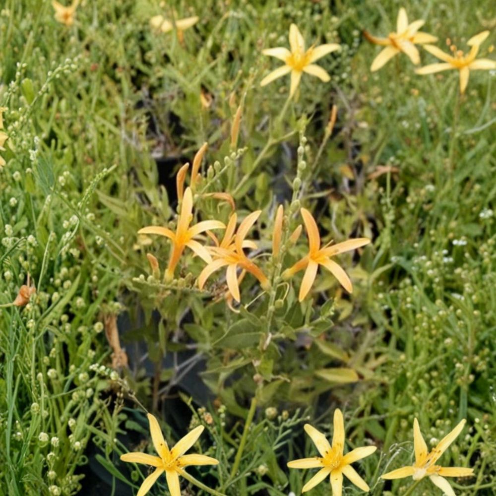 Flame Acanthus 'Benny's Gold' – Anisacanthus quadrifidus var. wrightii Live Plant | 1 Gallon Texas Native