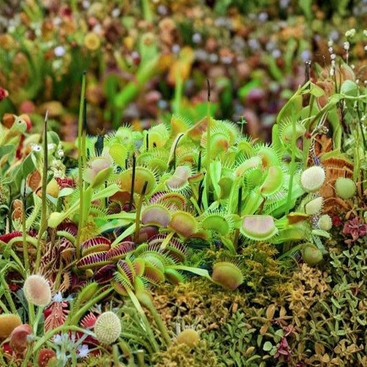 Venus Fly Trap – Dionaea muscipula Live Plant | 1–4 Inches Tall | Includes Nursery Pot | Carnivorous Bog Plant | Easy Indoor & Outdoor Grower