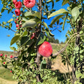 Almata Red Flesh Apple Tree – Malus domestica Live Plant | 3 Ft Potted Semi-Dwarf Apple | Pink Flesh Fruit Tree | Ornamental Edible