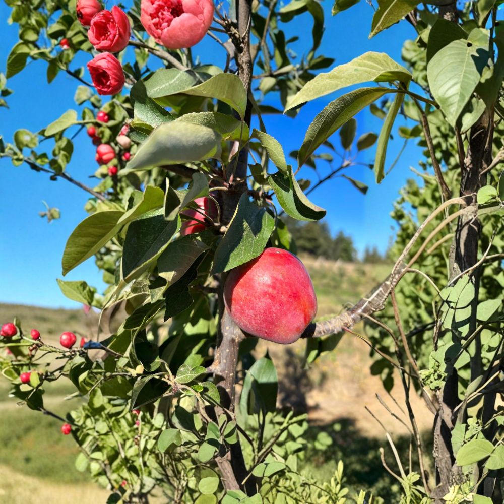 Almata Red Flesh Apple Tree – Malus domestica Live Plant | 3 Ft Potted Semi-Dwarf Apple | Pink Flesh Fruit Tree | Ornamental Edible