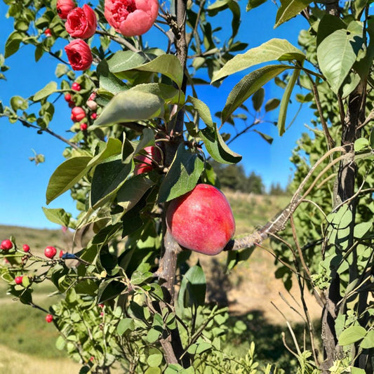 Almata Red Flesh Apple Tree – Malus domestica Live Plant | 3 Ft Potted Semi-Dwarf Apple | Pink Flesh Fruit Tree | Ornamental Edible