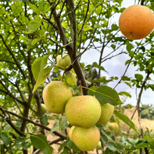 Emerald Crisp Asian Pear Tree – Pyrus betulifolia Rootstock Bare Root | 32–36 Inches Tall | Early Sweet Crisp Pear | Juicy Green Pear Tree | Backyard Orchard Starter
