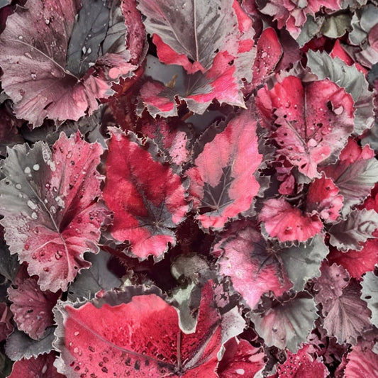 Begonia Red Robin – Live Plant | 4–6 Inches Tall | Harmony’s Red Robin | Ornamental Foliage Houseplant | Compact Tropical Plant | Ships Without Pot