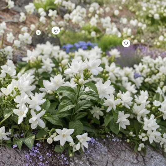 Arabian Jasmine Plant – Jasminum sambac Live Starter | Extremely Fragrant White Flowers | Indoor Outdoor Plant