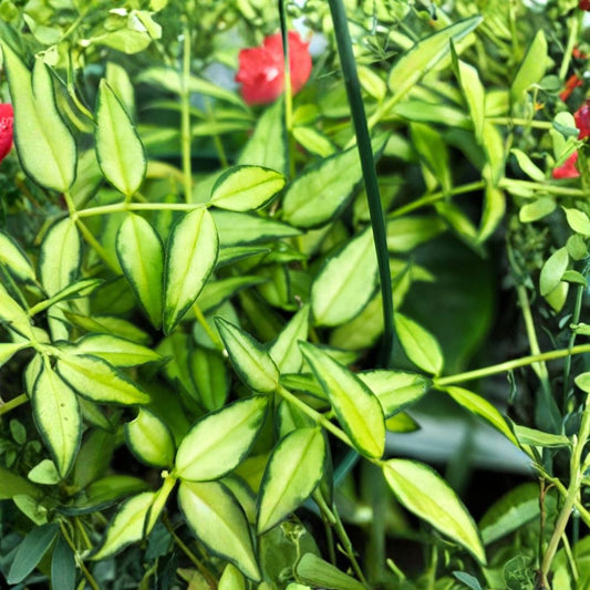 Hoya Bella Louis Variegated Live Cutting – Hoya bella | One Stem | California Grown | Variegated Wax Plant | Tropical Houseplant