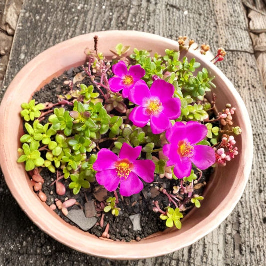 3 Deep Pink Portulaca Live Plants – Portulaca grandiflora | 4–6 Inch Starters | Moss Rose | Drought-Tolerant Flowering Ground Cover | No Pot