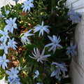 Angel Wing Jasmine – Jasminum nitidum Live Plant | 10–14 Inches Tall | 4 Inch Pot Rooted Plant | Star Jasmine Vine | Indoor & Outdoor