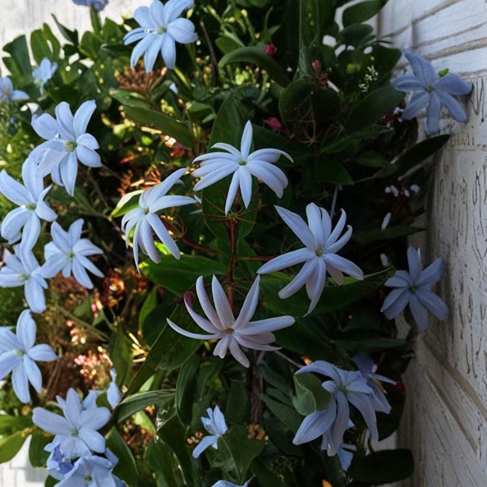 Angel Wing Jasmine – Jasminum nitidum Live Plant | 10–14 Inches Tall | 4 Inch Pot Rooted Plant | Star Jasmine Vine | Indoor & Outdoor