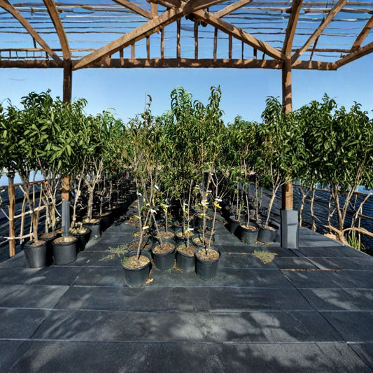 Flavortop Nectarine Tree – Prunus persica var. nucipersica Live Fruit Tree | 4–6 Feet Tall | Sweet White Flesh Nectarines | Self-Fertile Variety | Home Orchard Favorite