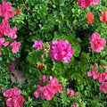 Hardy Pink Geranium Cuttings – 30 Fresh Pelargonium Cuttings | Fragrant Flower Plant | Patio & Garden Friendly | Easy to Root