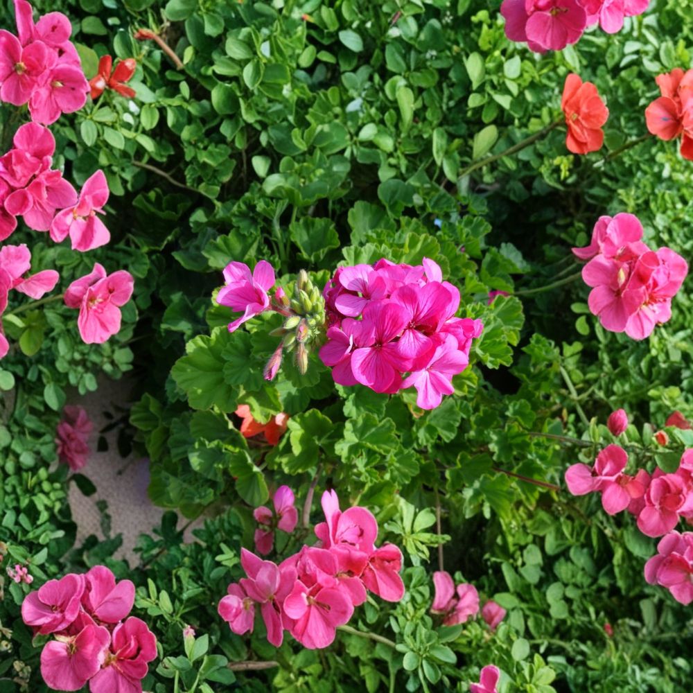 Hardy Pink Geranium Cuttings – 30 Fresh Pelargonium Cuttings | Fragrant Flower Plant | Patio & Garden Friendly | Easy to Root