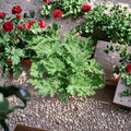 Citronella Mosquito Plants – 3 Live Citrosa Geraniums in 2.5" Pots | Lemon Scented Patio Plants
