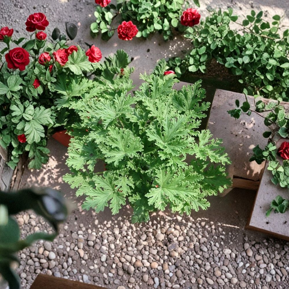 Citronella Mosquito Plants – 3 Live Citrosa Geraniums in 2.5" Pots | Lemon Scented Patio Plants